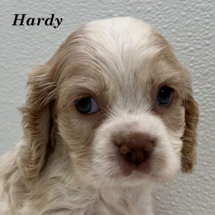 puppy, for, sale, Cockalier, Joe & Cherri  Overlease, dog, breeder, Miller, MO, dog-breeder, puppy-for-sale, forsale, nearby, find, puppyfind, locator, puppylocator, aca